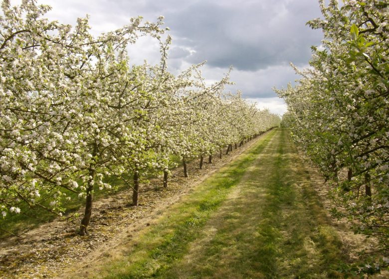 Giverny Orchard