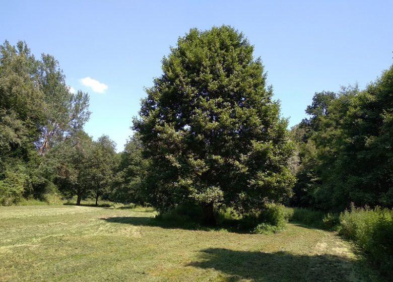 Follow the educational nature trail through the Pré Bourbeaux Forest