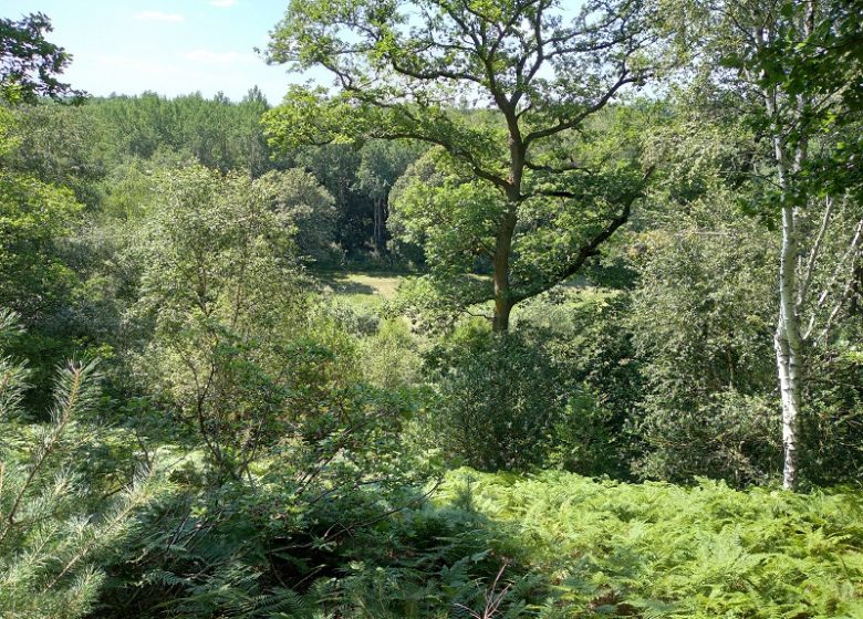 Follow the educational nature trail through the Pré Bourbeaux Forest