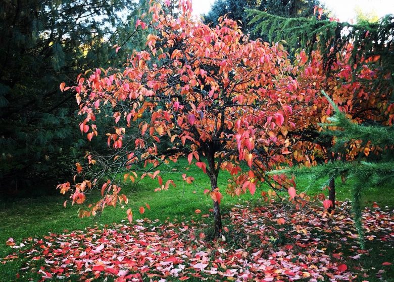 Lyons Arboretum