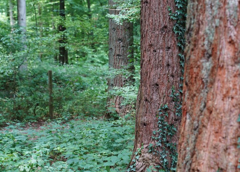 Lyons Arboretum